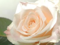 ʹ�����������ѧ���������