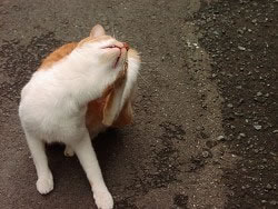 ʹ�����������ѧ���������