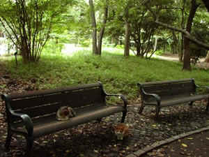 ʹ�������������������Ӱ���ı���Ƭ�о�