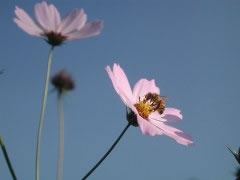 ʹ����������������ʻ���ͼ��