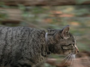 ���ġ������㶯����Ƭ�ķ���