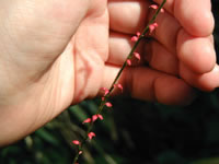 ʹ�������������������Сʱ��ξ۽���(ͼ)